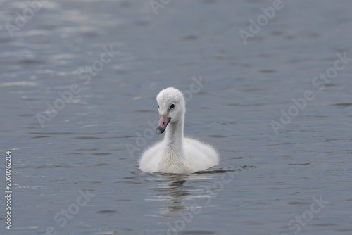 Fotografie Whooper swan cygnet swimming on a lake