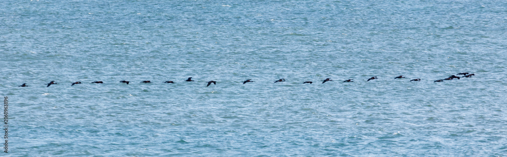 Naklejka premium Black waterfowl in flight above gentle ocean waves, single file formation