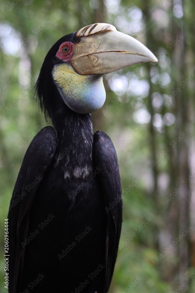 Obraz premium Female Rhinoceros Hornbill Portrait in Tropical Forest (Julang Emas)