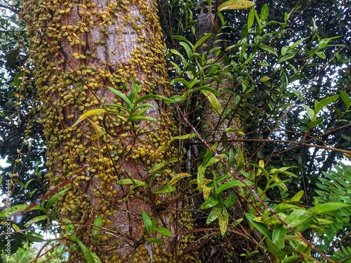 Tropical tree trunk covered in green moss and vines in a lush forest.