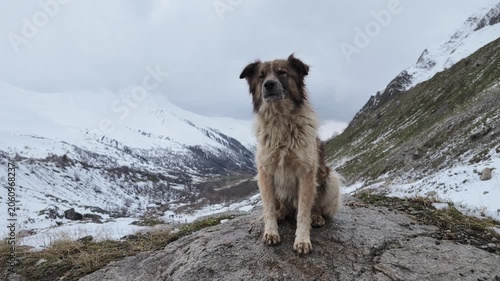 A fluffy mountain dog sitting on a rocky ledge overlooking the snow covered Shkhara Glacier landscape in Svaneti, Georgia