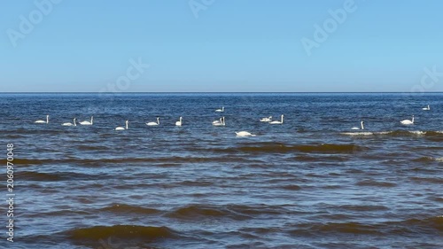 Seagulls floating on Baltic Sea waters in Jurmala Latvia