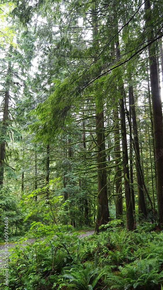 Obraz premium Golden Ears Provincial Park, British Columbia, Canada