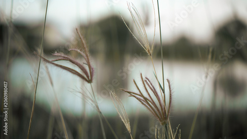 Obraz na plátně Soft, feathery grasses sway gently in a tranquil field