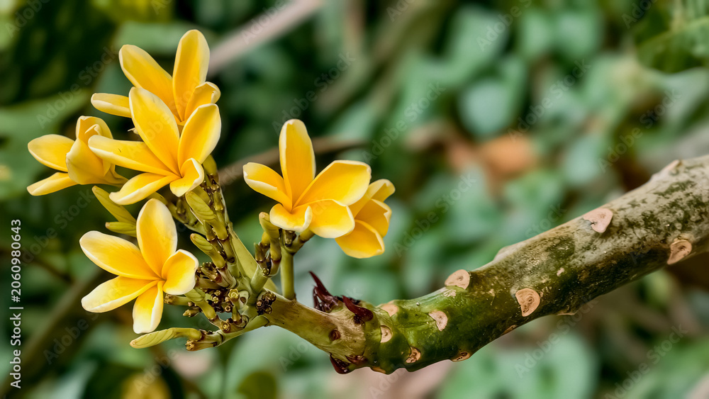 Fototapeta premium Vibrant yellow plumeria frangipani blossoms blooming on a tree branch in a lush tropical garden environment