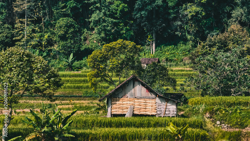 Fotografie Rustic wooden hut amidst lush green rice terraces in Bali countryside