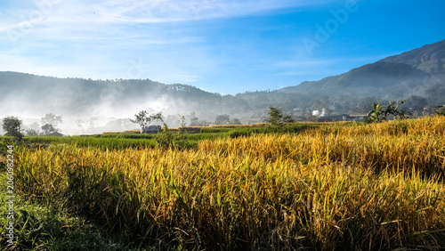 Fotografija Golden Rice Paddies Bathed in Morning Mist A Serene Rural Landscape Under a Hazy