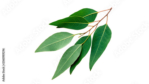 Obraz na plátně Fresh green eucalyptus branch with lush leaves herbal botany decoration isolated