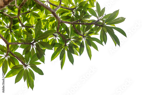 Plumeria tree leaves isolated on white background