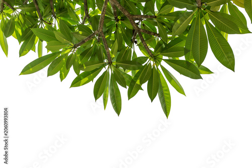 Plumeria tree leaves isolated on white background