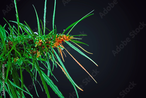 Marijuana cannabis leaf black background