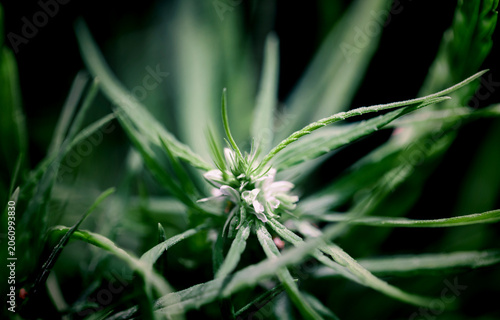 Marijuana cannabis leaf black background