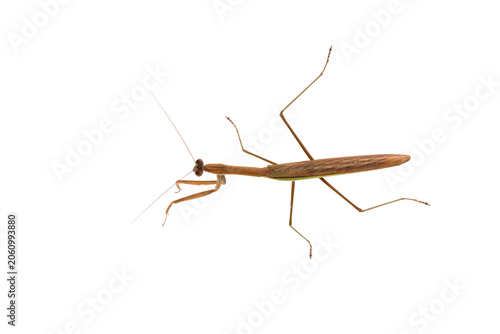Praying mantis (Mantis religiosa) isolated on white background. Giant Rainforest Mantis