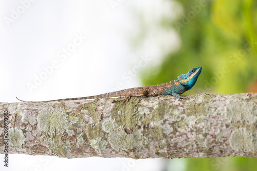 Lizard,dragon , Chameleon , Blue-crested Lizard , Indo-Chinese Forest Lizard , Indo-Chinese Bloodsucker