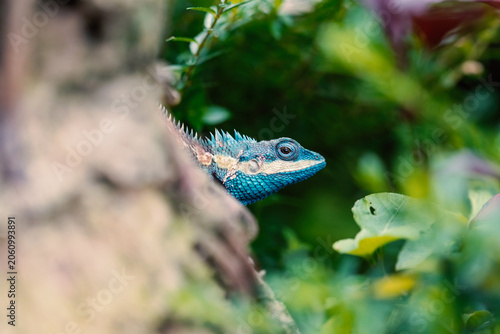 Lizard,dragon , Chameleon , Blue-crested Lizard , Indo-Chinese Forest Lizard , Indo-Chinese Bloodsucker