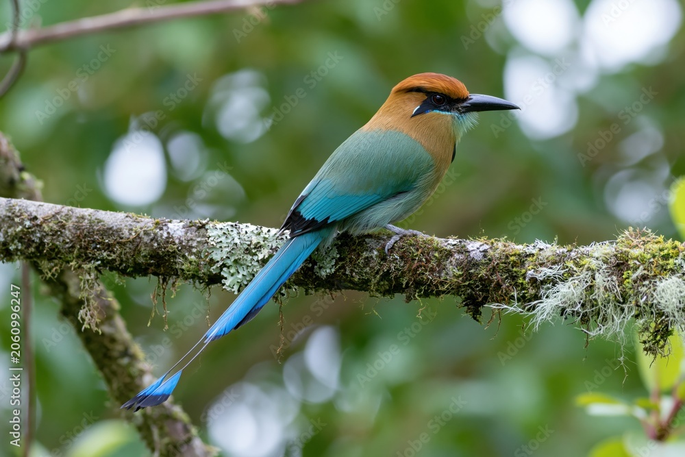 Obraz premium The Blue Tailed Bee Eater Perched on Moss Covered Branch in Lush Forest