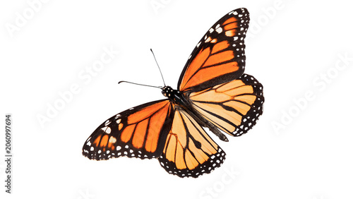 Cuadro en lienzo Beautiful monarch butterfly with open orange and black wings wildlife isolated o
