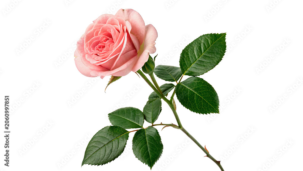 Fototapeta premium Single delicate pink rose flower on green stem with leaves isolated on transparent background cut out