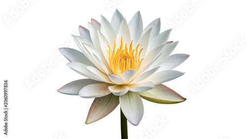 Φωτογραφία Beautiful white lotus water lily flower blooming botany nature flora isolated on