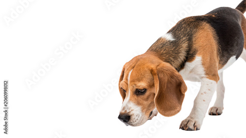 Fotografie Cute beagle puppy dog sniffing the ground full body pet isolated on transparent