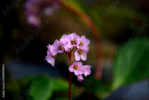 Bild auf Leinwand Pink saxifrage flowers blooming against dark green background