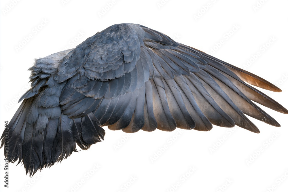 Fototapeta premium The Dark Raven Wing Close Up of Feathers on White Studio Backdrop