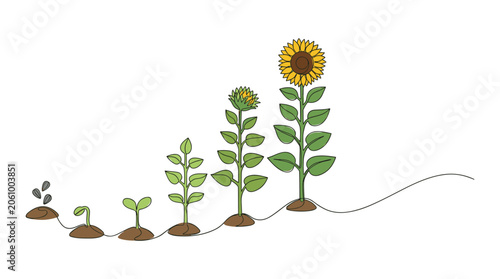 Sunflower growth cycle illustration showing seed to blooming plant stages on a transparent background vector set.