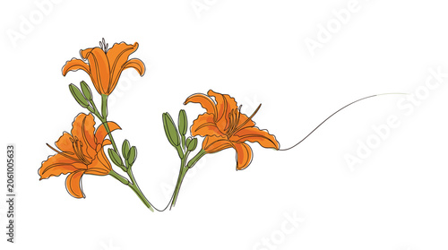 Orange lily flowers botanical illustration continuous line drawing for greeting card design and summer posters.
