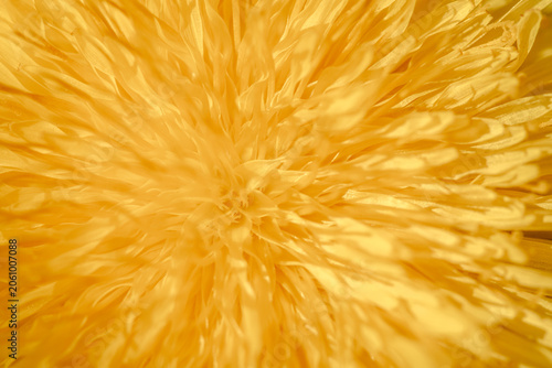 Extreme close up macro photography of a vibrant yellow dandelion flower head showing beautiful natural details and patterns of bright orange petals