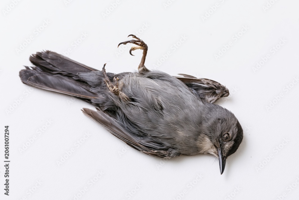 Obraz premium The Dead Crow on White Background Studio Portrait of a Fallen Bird
