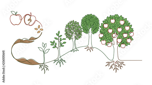 Life cycle of apple tree from seed and sprout to full maturity with fruits in continuous line art style drawing.