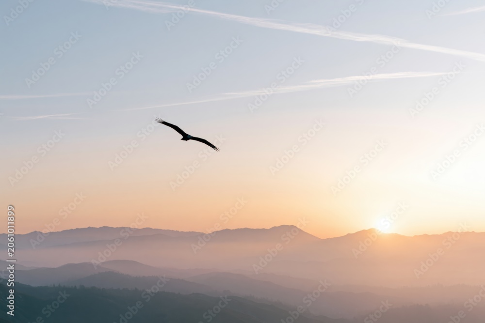 Obraz premium The Bird Soaring Over a Sunrise Horizon at Distant Morning Light