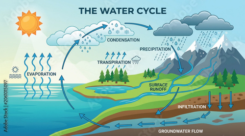 the water cycle