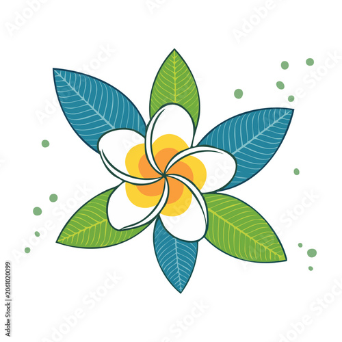White Plumeria Flower with Green and Blue Leaves