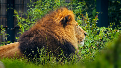 Male lion in profile resting in grass and vegetation after eating