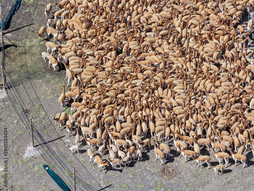 Obraz premium Large group of vicunas gathered in corral during chaccu activity