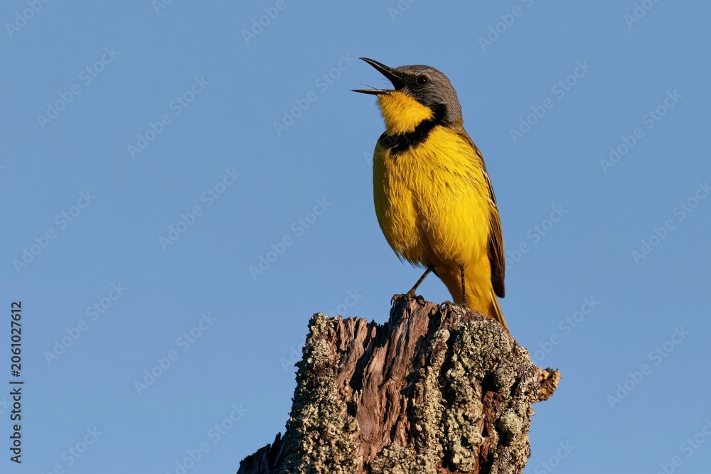 Obraz premium The Yellow Warbler Perched on a Weathered Tree Stump Under Clear Blue Sky