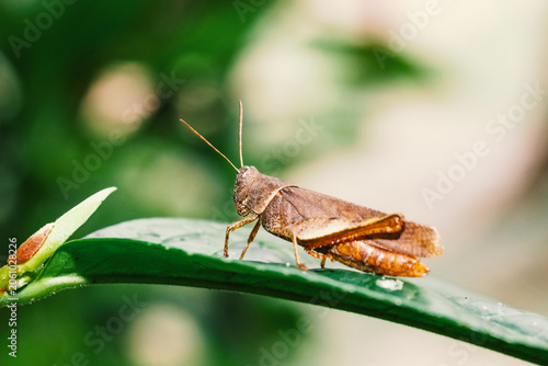 Brown Leaf Grasshopper Sunbathing On Green.