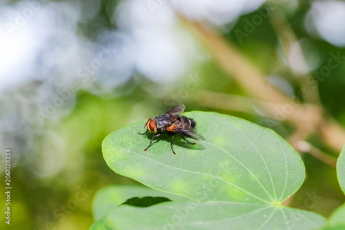 Common fly on green leaf background