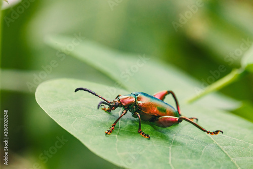 Frog-legged Leaf Beetle Genus Sagra Macro
