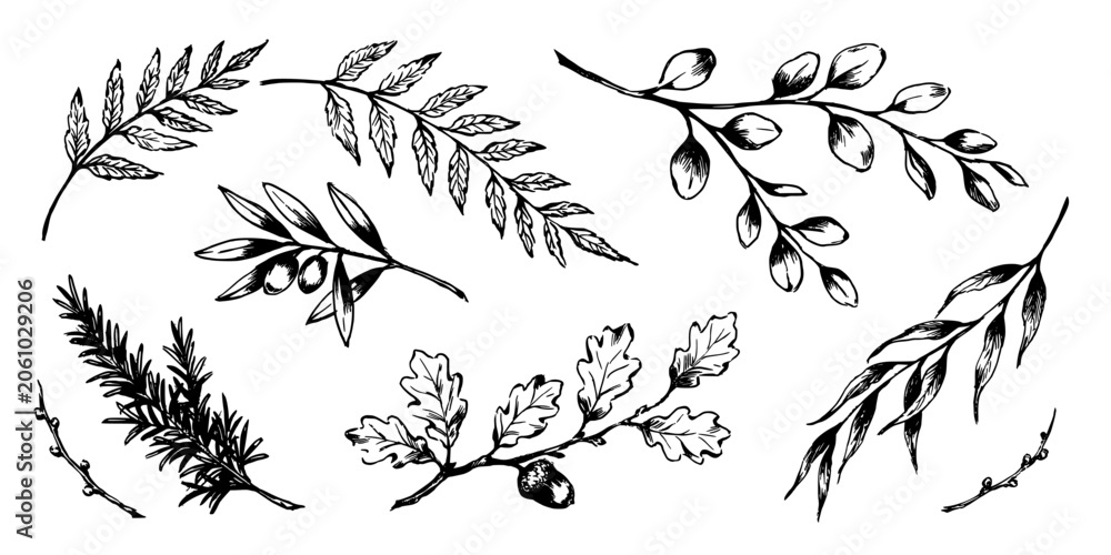 Obraz premium Leaves and Branches with Intricate Details in a Vintage Botanical Illustration Style Featuring Foliage, Detailed, Nature with Plants and Natural
