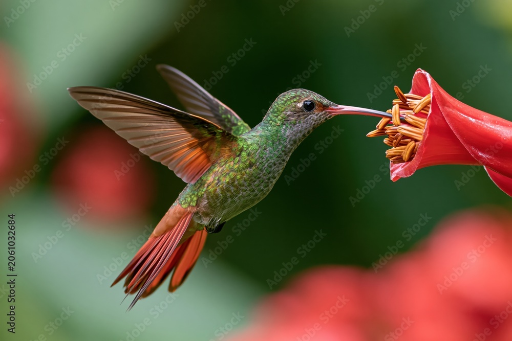 Fototapeta premium The Hummingbird in Turquoise Plumage Feeds on a Bright Red Bloom