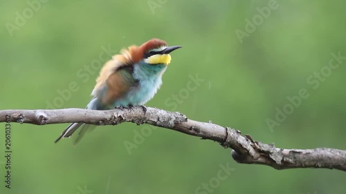 European bee-eater preening feathers in rain, colorful bird cleaning plumage during rainfall