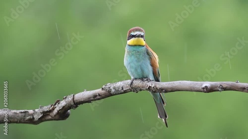 European bee-eater perched on a branch in rain, colorful bird calling during rainfall