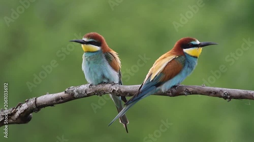 Pair of European bee-eaters on a branch, one bird stretching wing and calling in wild
