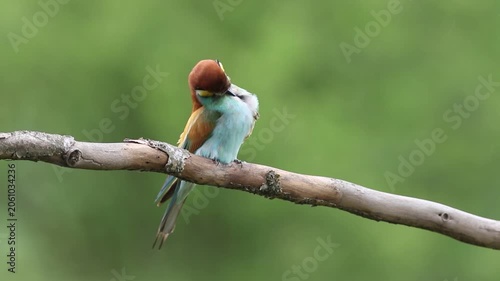 European bee-eater preening on a branch in rain, colorful bird cleaning its feathers