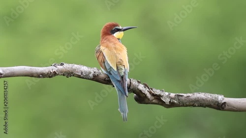 European bee-eater perched on a branch, preening feathers and flying away in wild