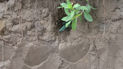 European bee-eater digging a nest hole, colorful bird clearing sand from nesting burrow