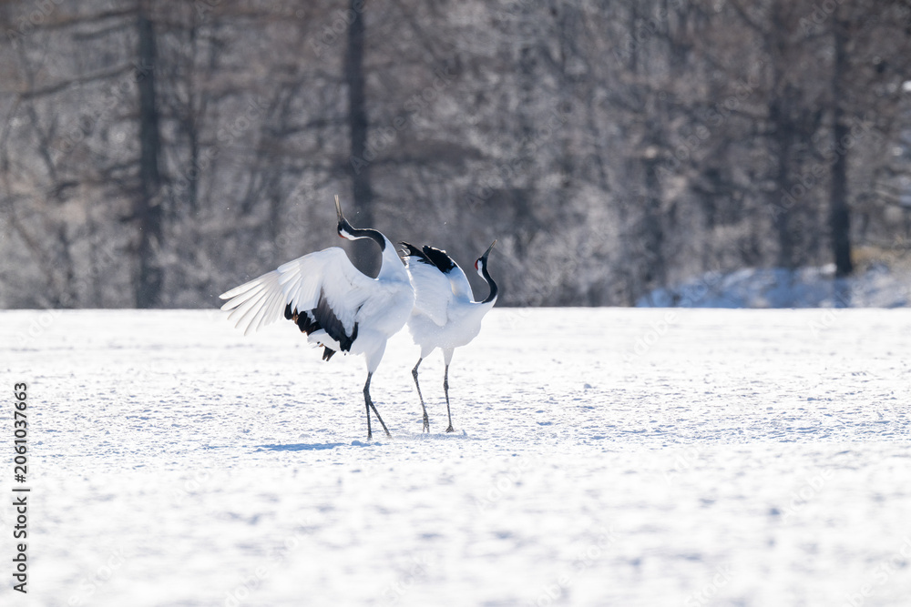 Obraz premium Red-crowned cranes calling in snowy Tsurui Village, Hokkaido / 雪の鶴居村で鳴き交わすタンチョウ