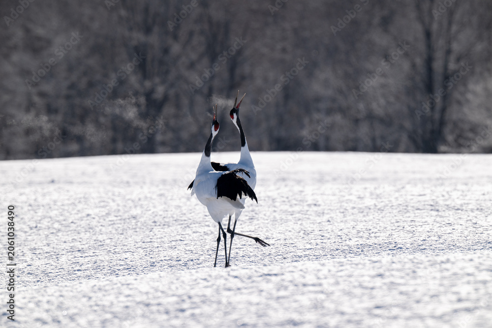 Obraz premium Red-crowned cranes calling in snowy Tsurui Village, Hokkaido / 雪の鶴居村で鳴き交わすタンチョウ